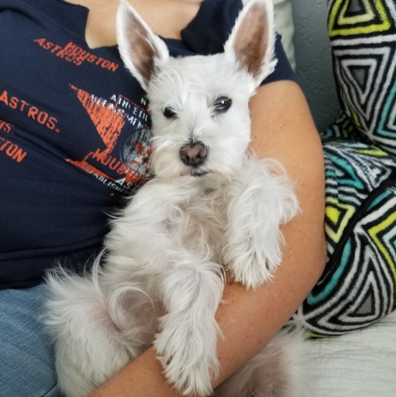 Honest Buyer and Seller 💞 - Picture 6 of 11